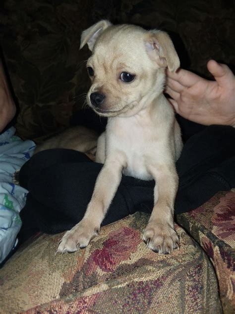 Browse thru our ID Verified puppy for <b>sale</b> listings to find your perfect puppy in your area. . Chihuahua for sale ohio